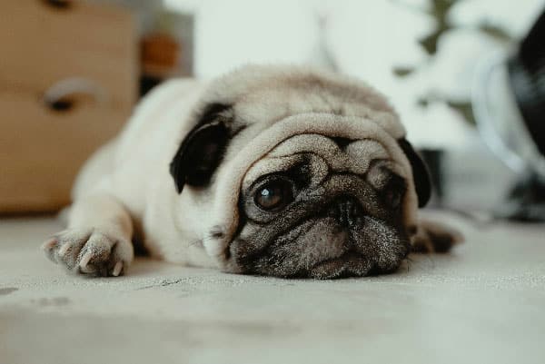 The Best Dog Training in Tampa