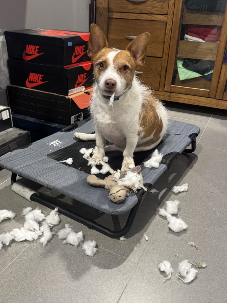 Dog chewing Tampa