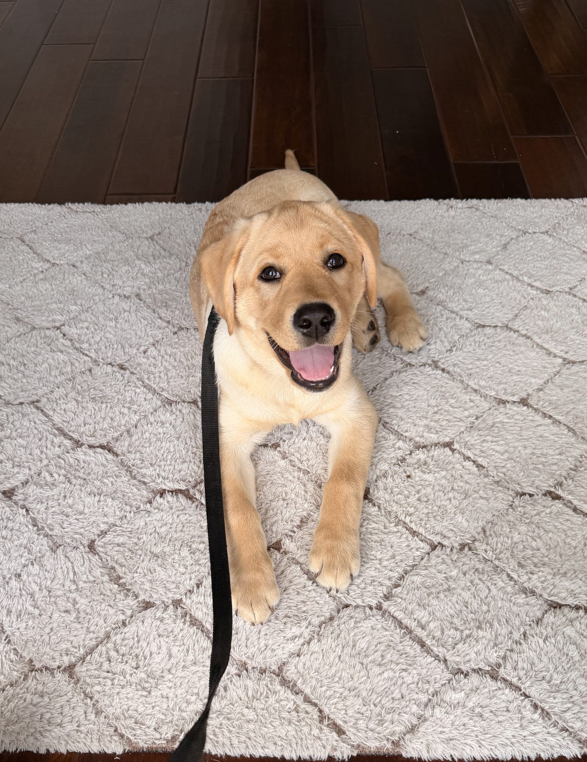 Potty training Tampa