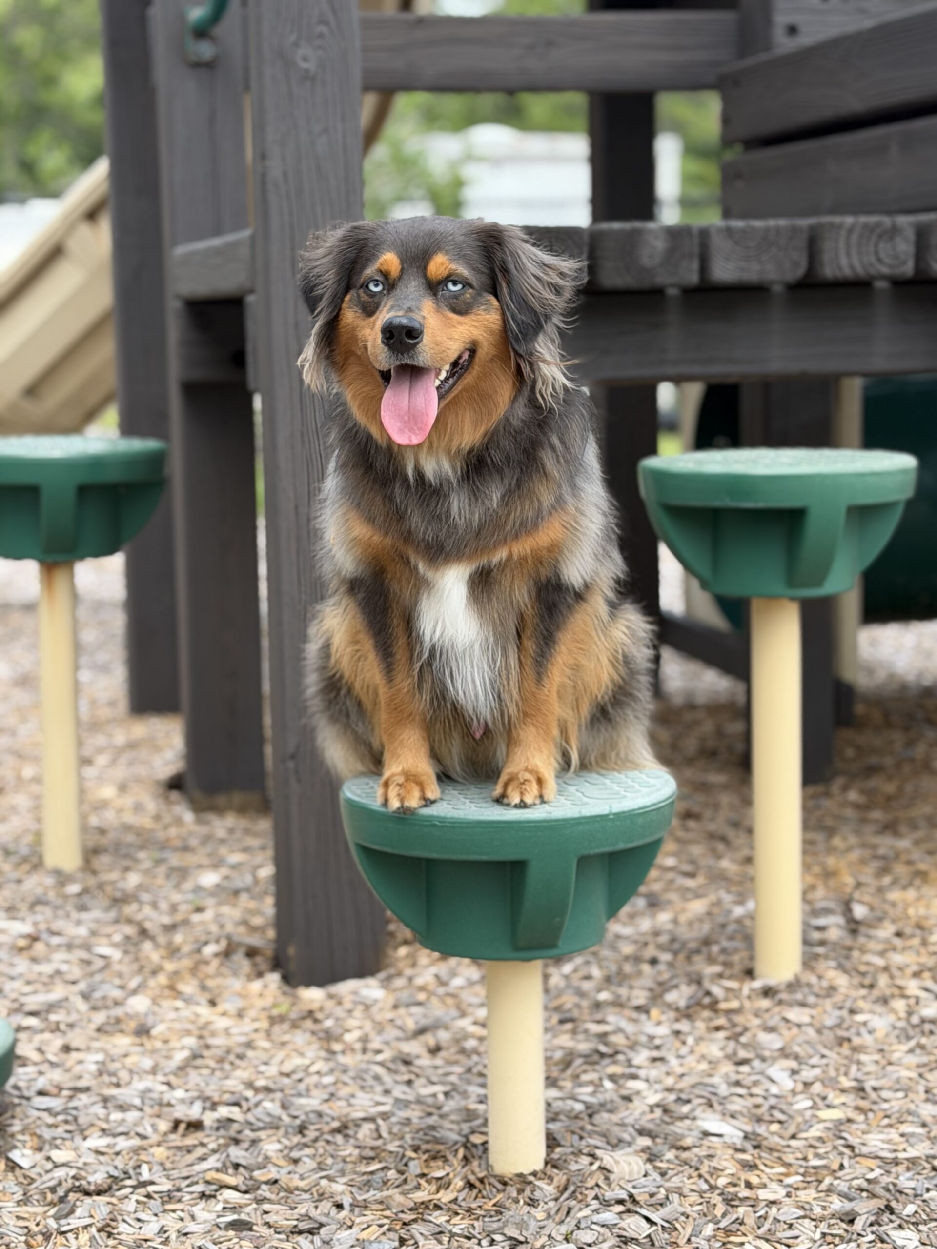 Dog Training Tampa