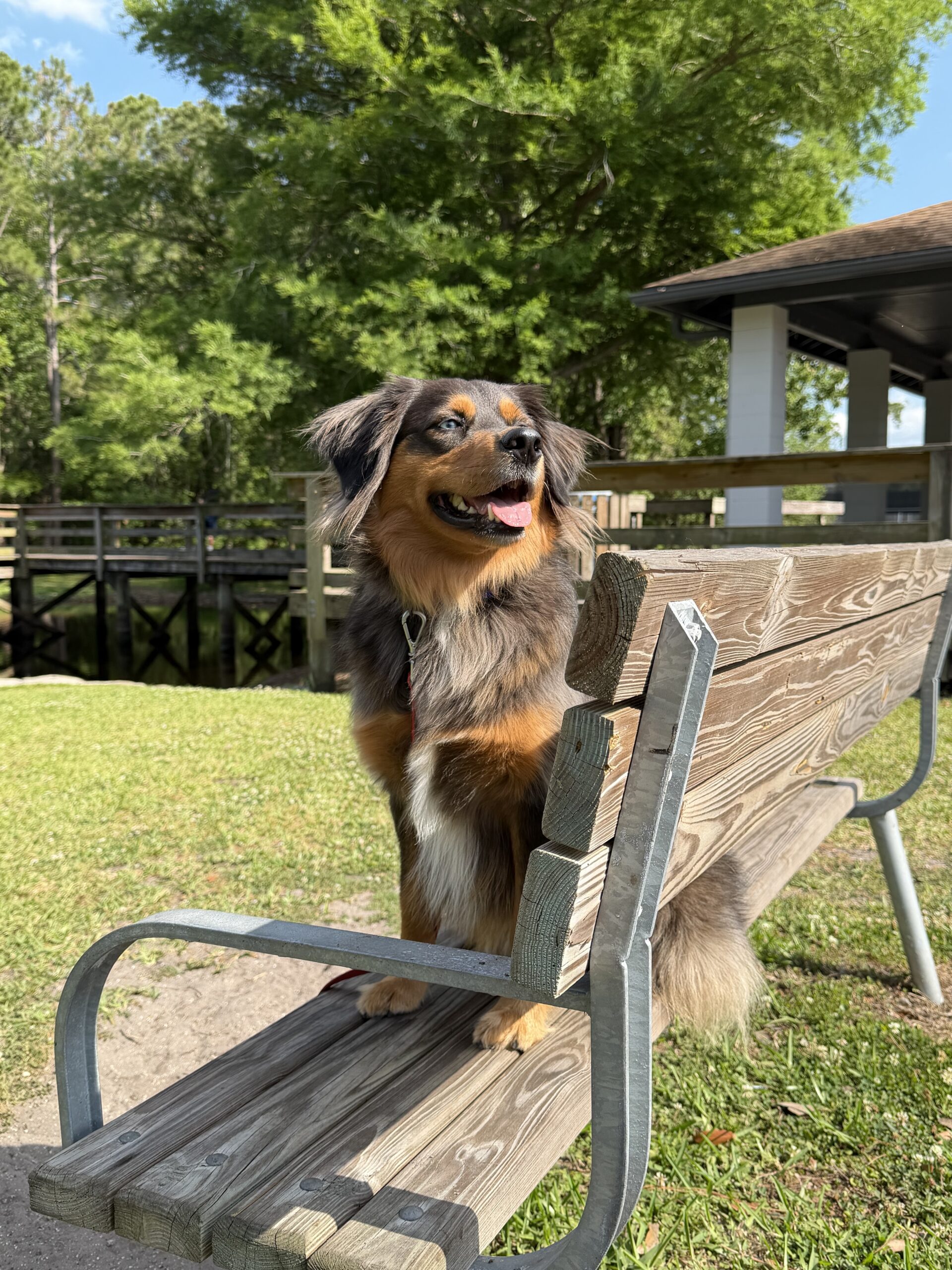 Dog training Tampa