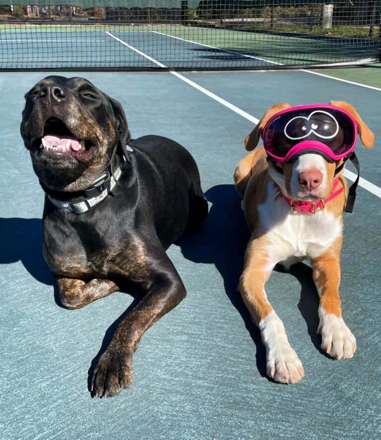 Dog training Tampa