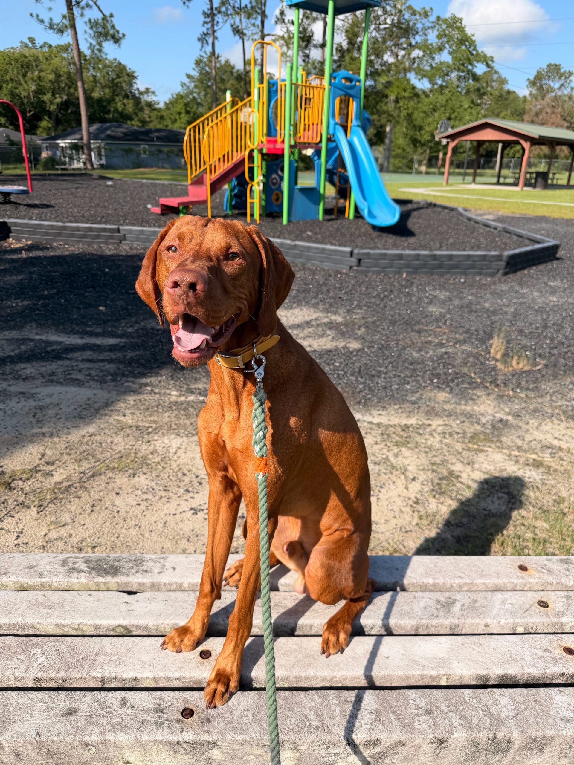 Leash Training Tampa FL