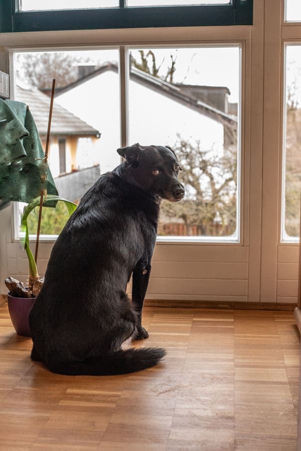 An anxious dog that needs some dog training in Tampa, FL
