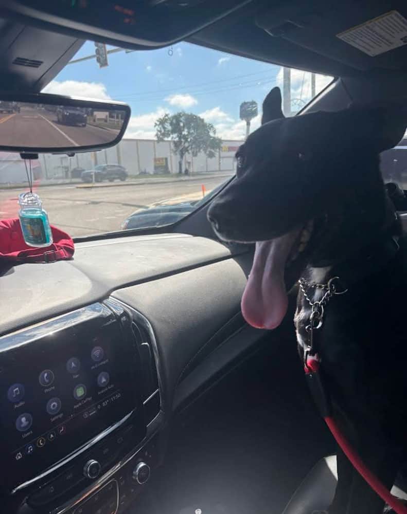 Blackberry, a happy lab mix who was trained by Sit Happens Tampa.