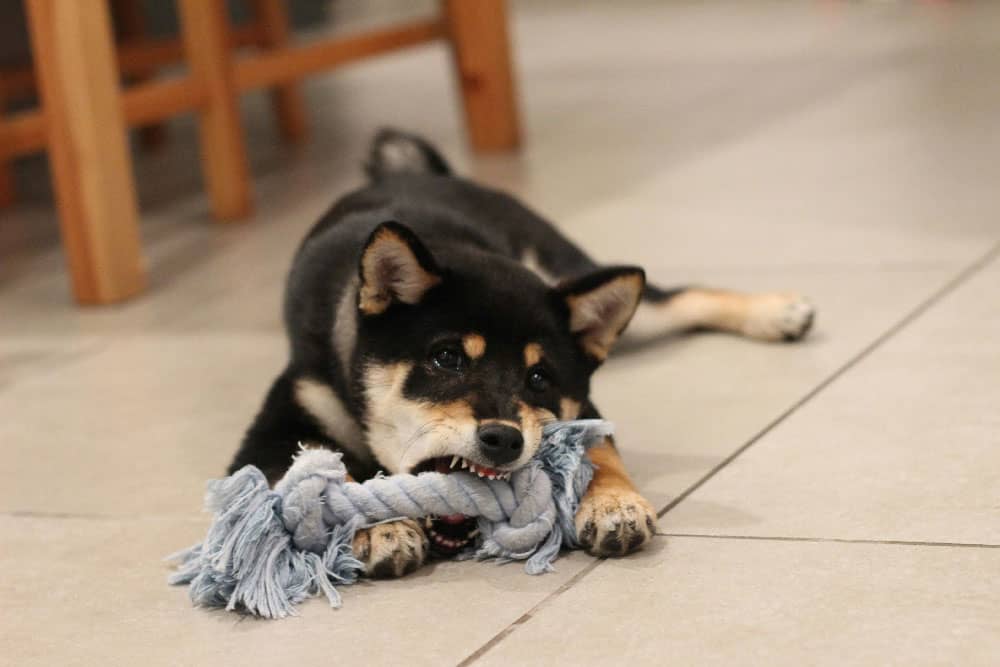 A small dog chewing on a toy, prior to behavioral training in Tampa