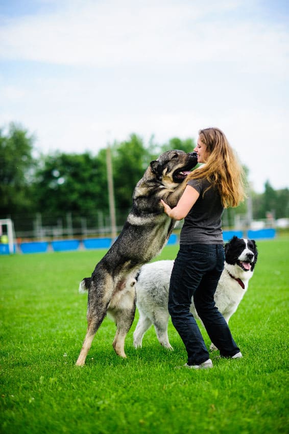 Dog jumping up to greet people prior to dog training in Tampa, FL