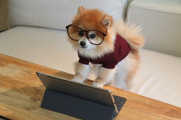 A cute dog signing a training contract to procure dog training services in Tampa, FL