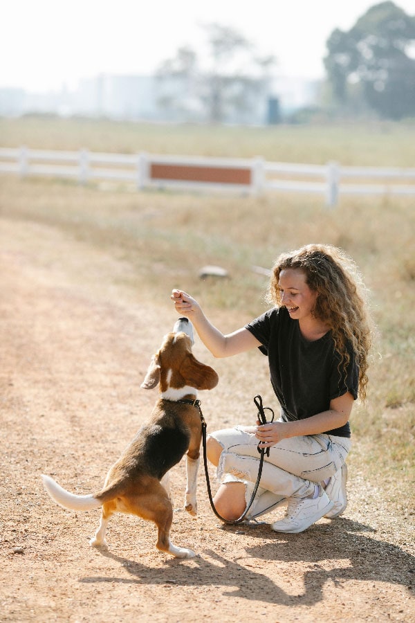 A dog trainer in Tampa, FL helping a beagle learn to sit