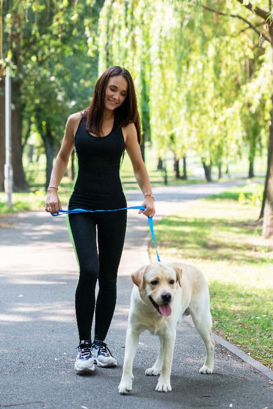 Depicts a trainer walking a dog, as part of the standard protocol for dog training in Tampa.