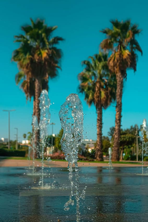 A lovely dog park for dog training in Tampa
