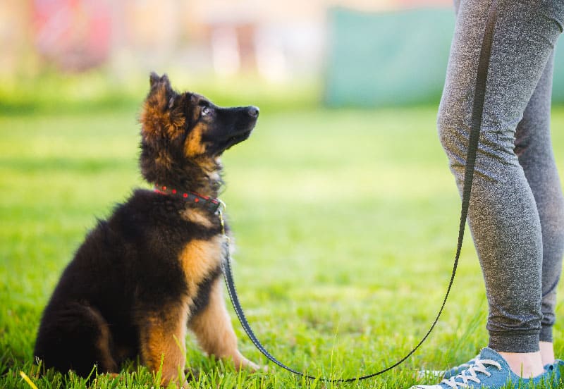 A young puppy experiencing dog training services in Tampa, FL.
