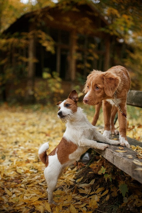 Two dogs playing, prior to being trained by our expert dog trainers in Tampa.
