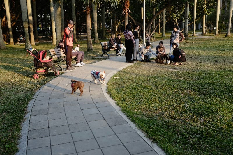 A group of good dogs sitting nicely in a park after receiving dog training in Tampa