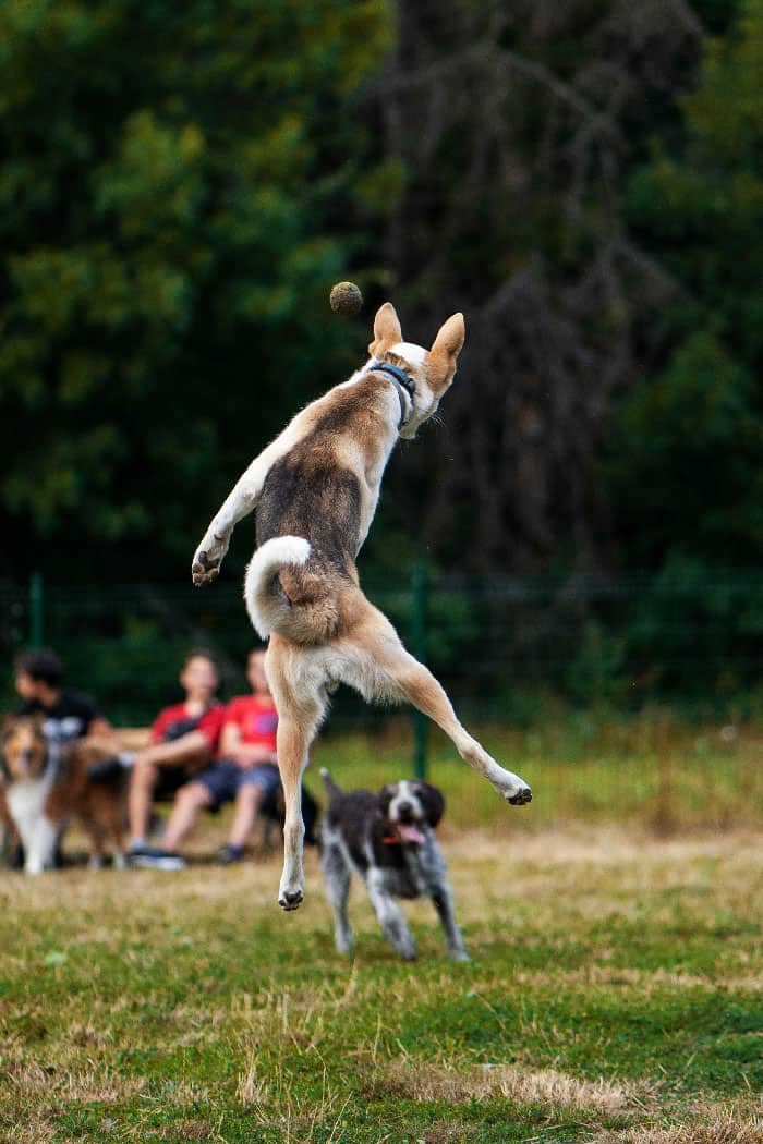 A happy husky playing fetch in a park after receiving dog training in Tampa