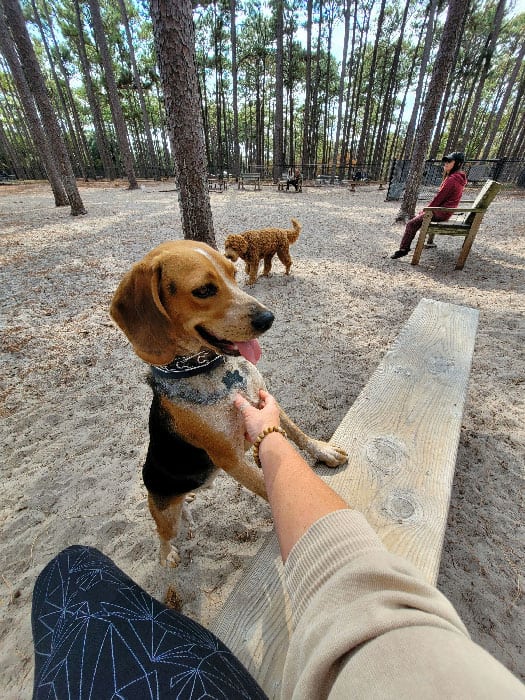 A happy beagle playing in a park after receiving dog training in Tampa
