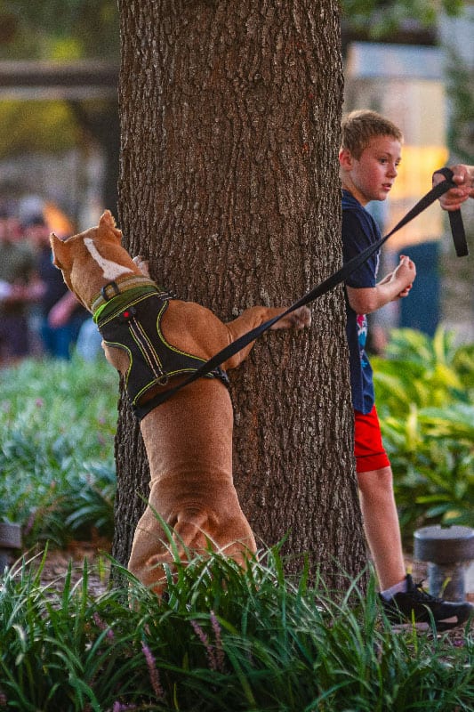 A dog hiding behind a tree in a park after receiving dog training in Tampa