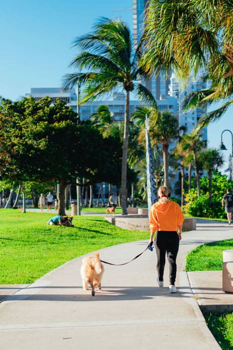 A woman and her dog walking calmly in a park after receiving dog training in Tampa