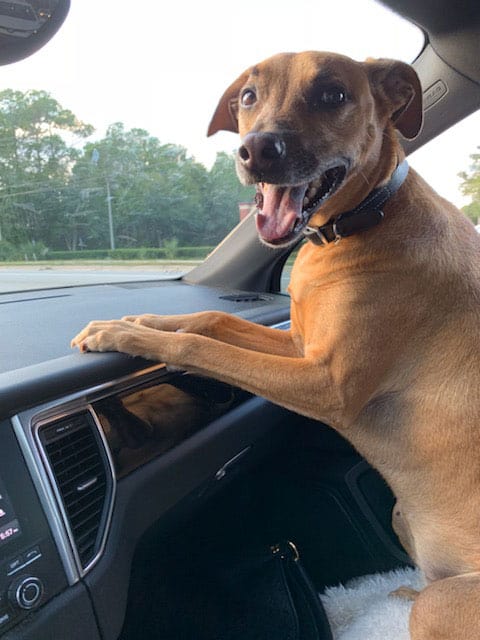 A happy smiling puppy who is glad his parents purchased dog training in Tampa, FL