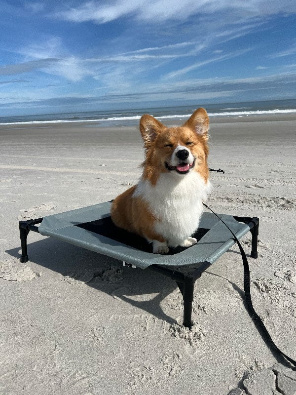 A happy smiling dog who is glad his parent got him dog training in Tampa