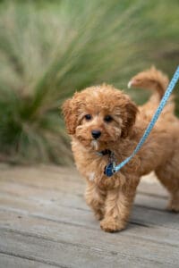 Puppy Behavioral Challenges in Tampa