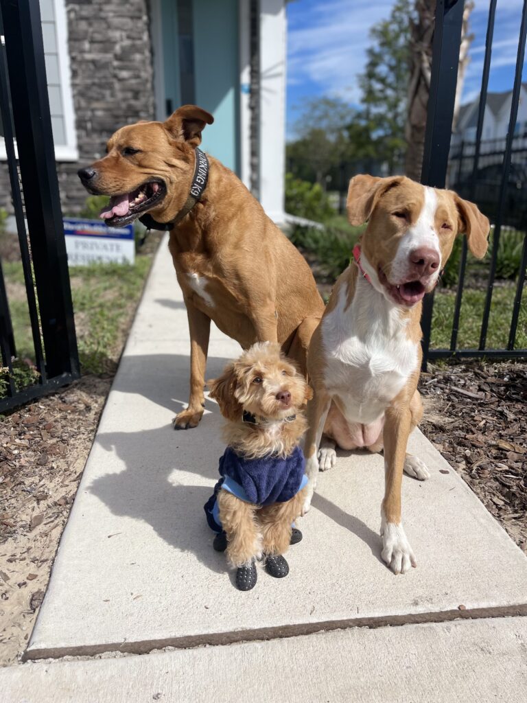 Dogs Socializing Tampa