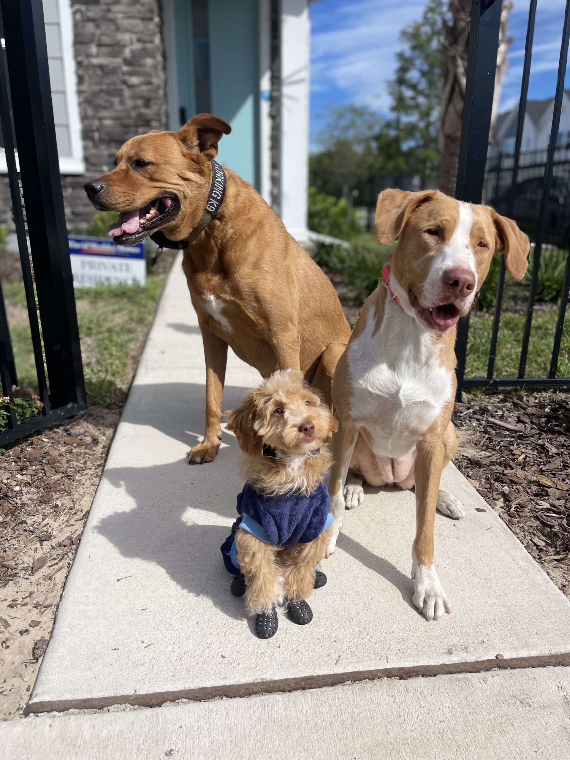 Dogs Socializing Tampa