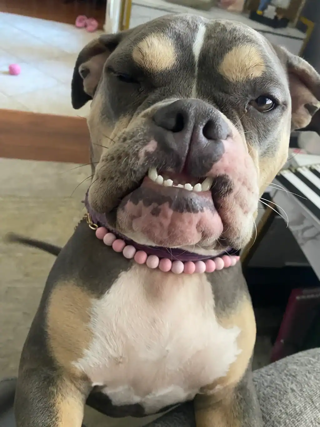 A Boxer smiling at the camera after being trained by Sit Happens