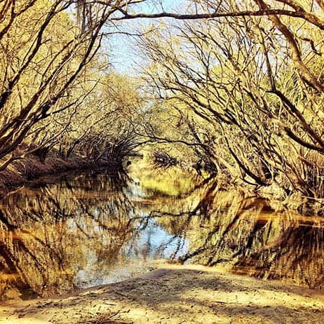 A scenic creek, ideal for dog training in Wimauma, FL.