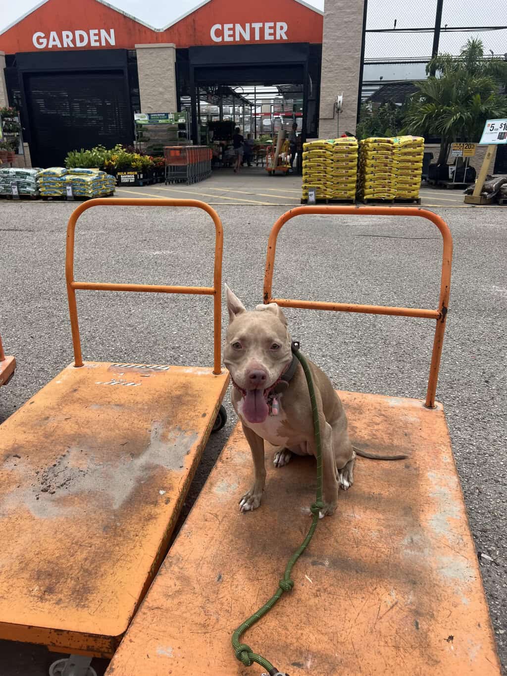 Dog outside a Tampa hardware store.