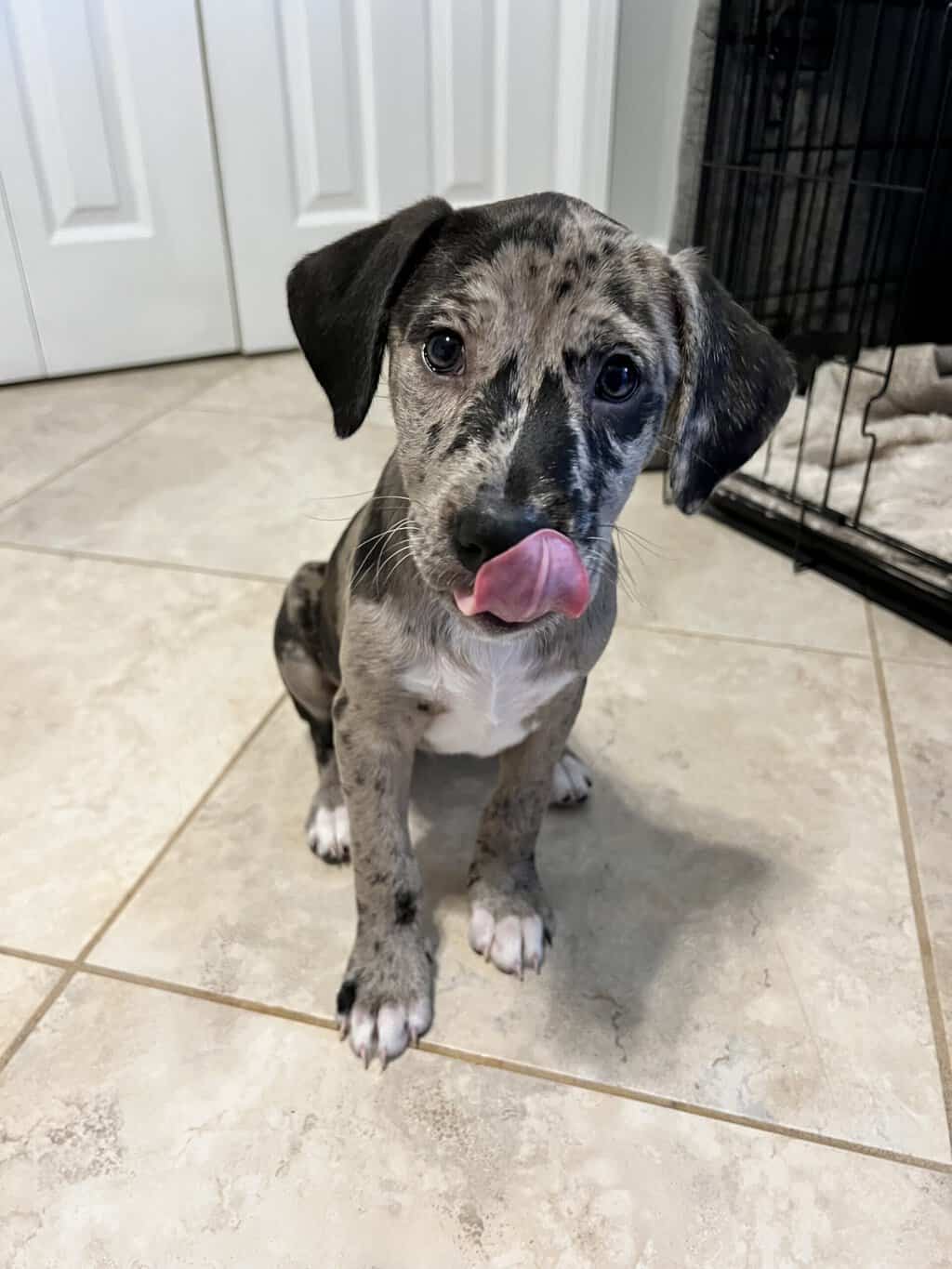 Puppy Tampa FL