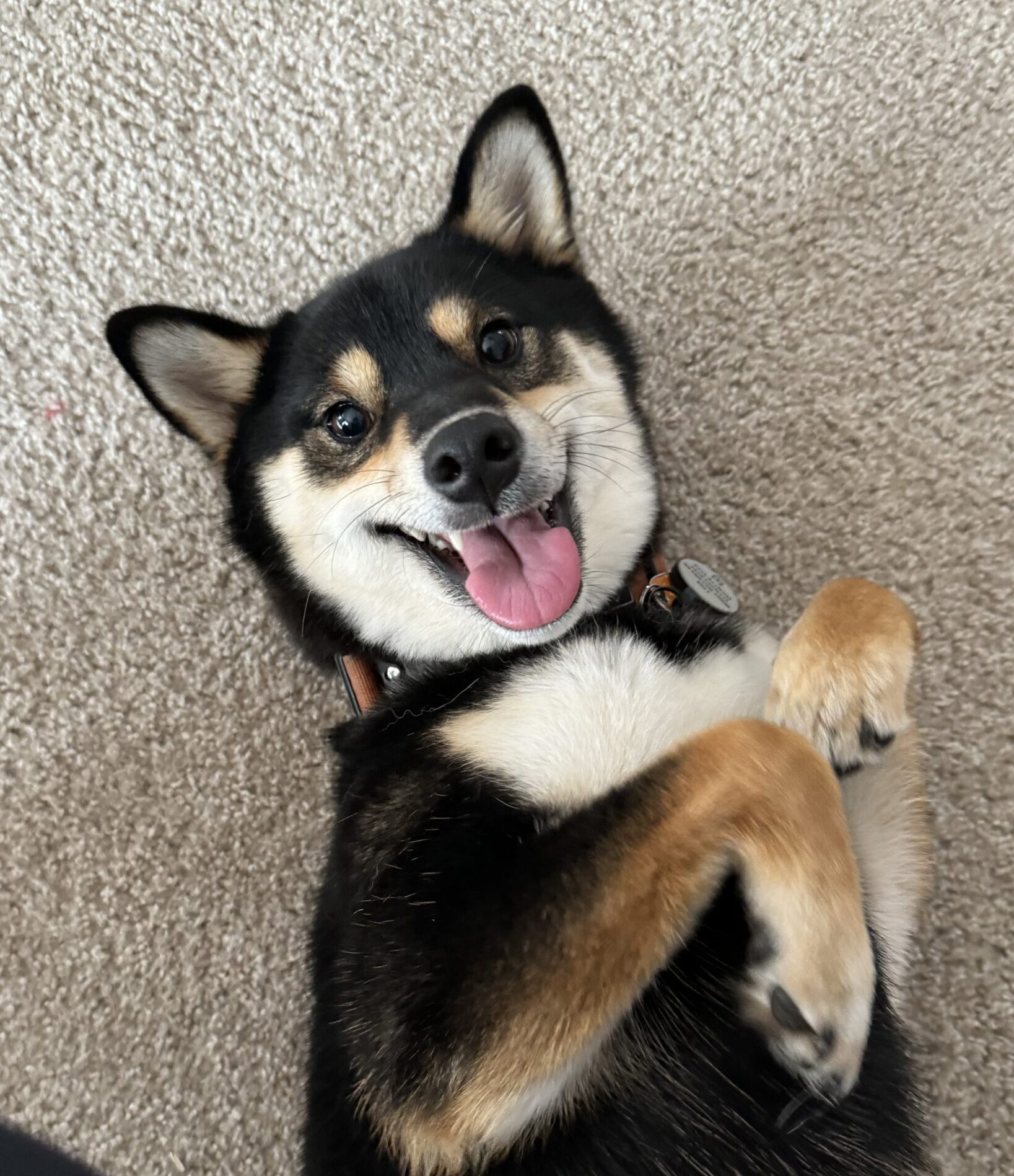 Shiba smiling after training
