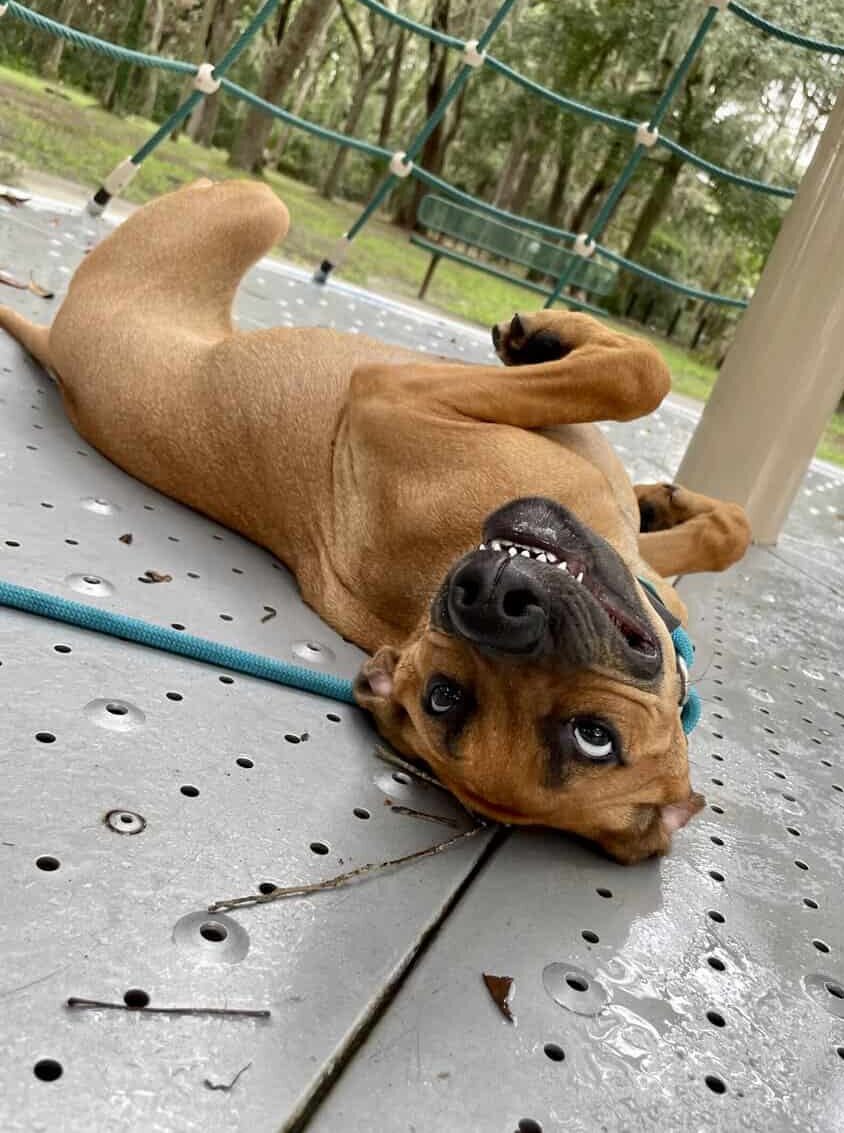 Puppy smiling after a training session