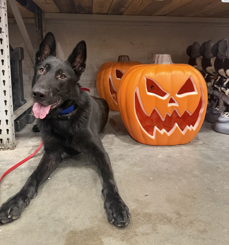 Halloween dog training Tampa