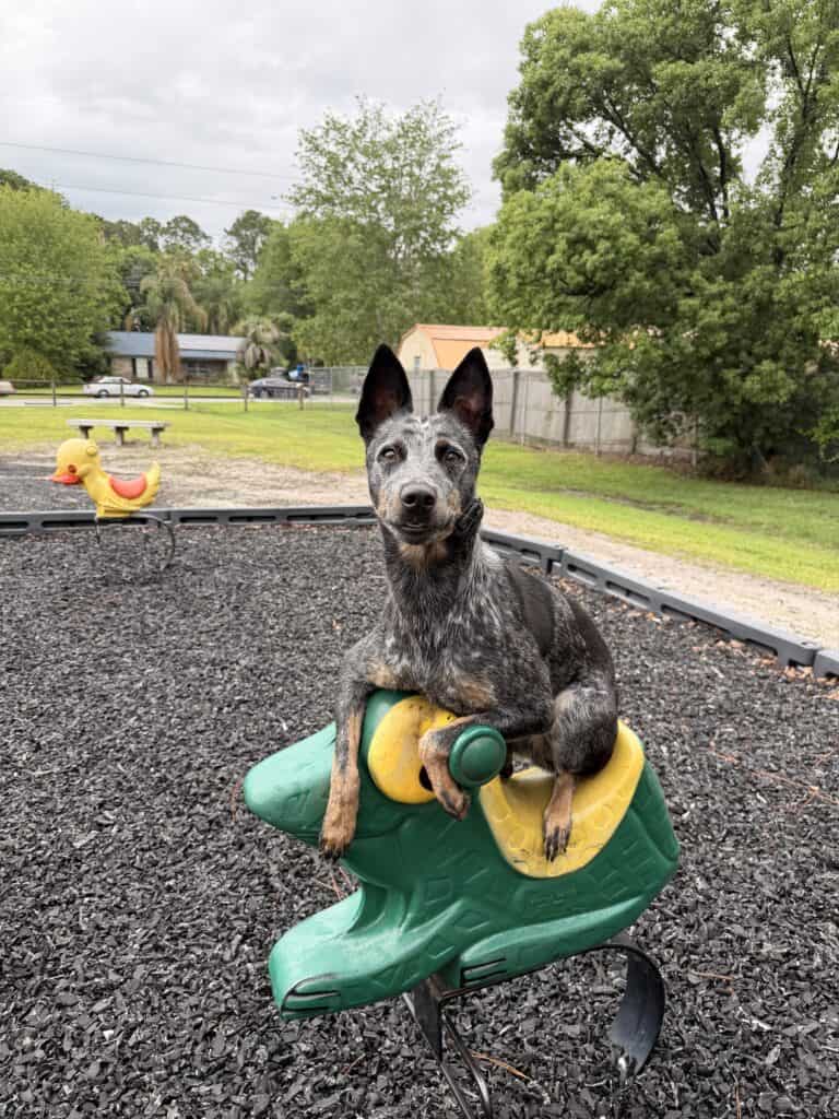 dog training around kids Tampa