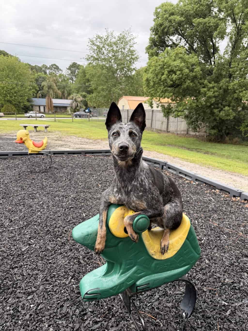 dog training around kids Tampa