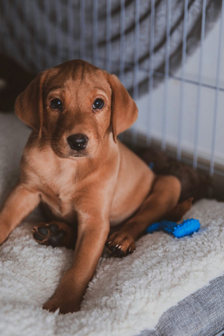 crate training Tampa