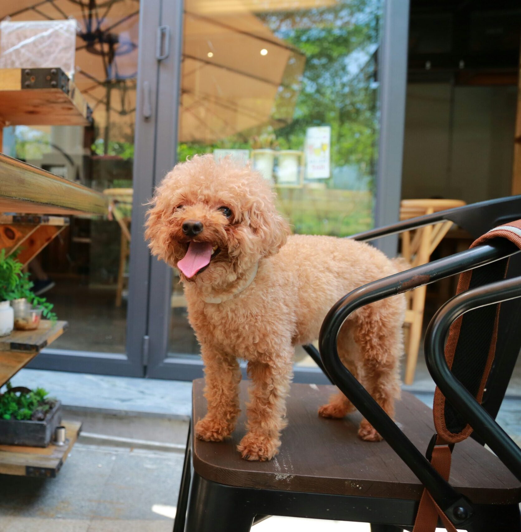 dog friendly restaurants Tampa